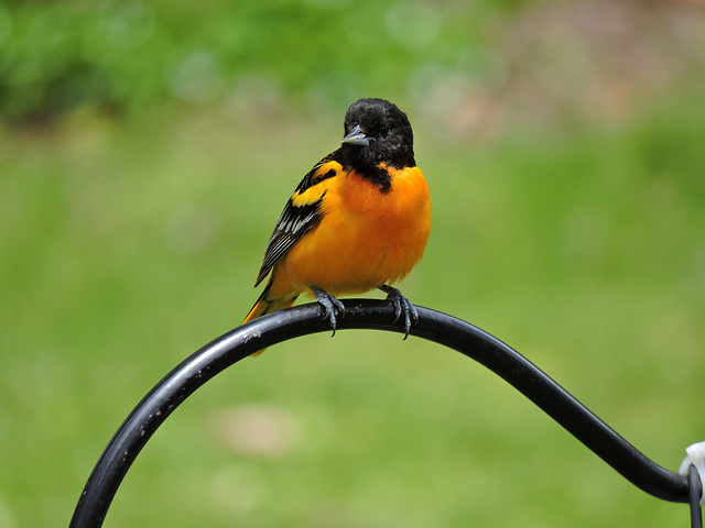 Baltimore Orioles