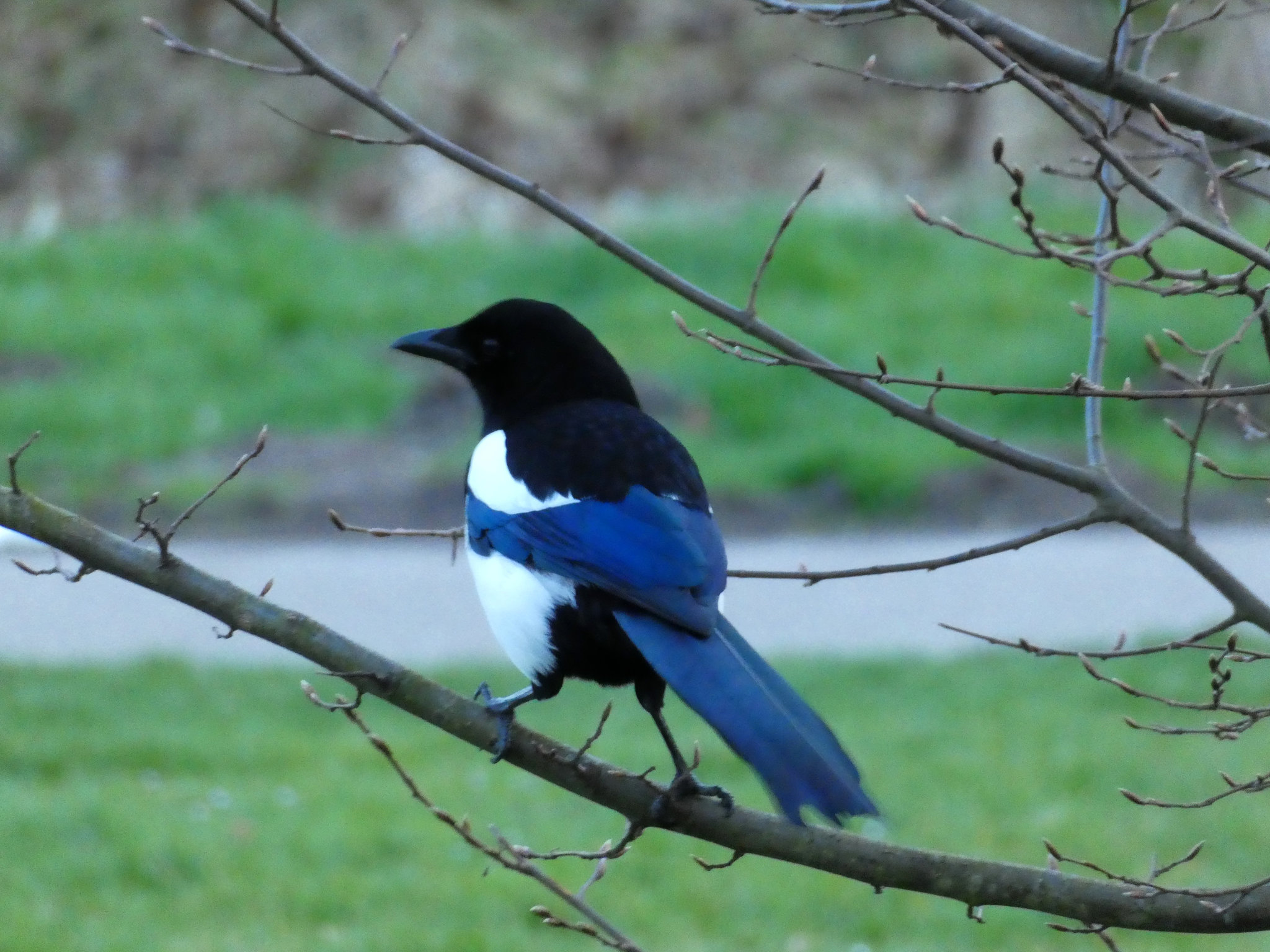 Magpie...