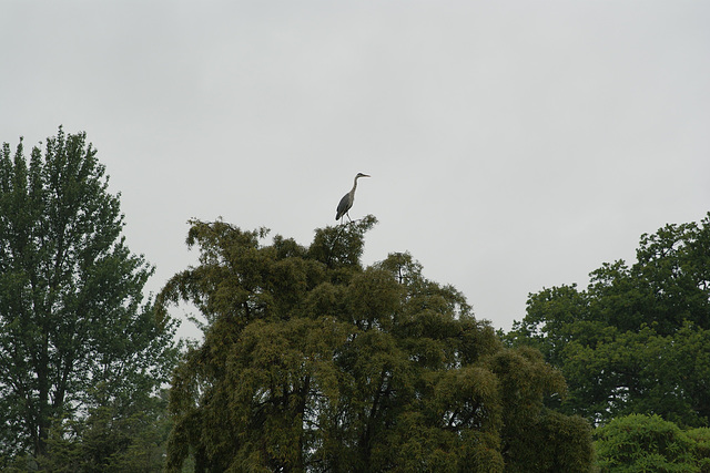 Heron At Muncaster