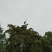 Heron At Muncaster