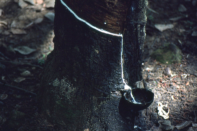 Gewinnung von Naturkautschuk auf Sri Lanka