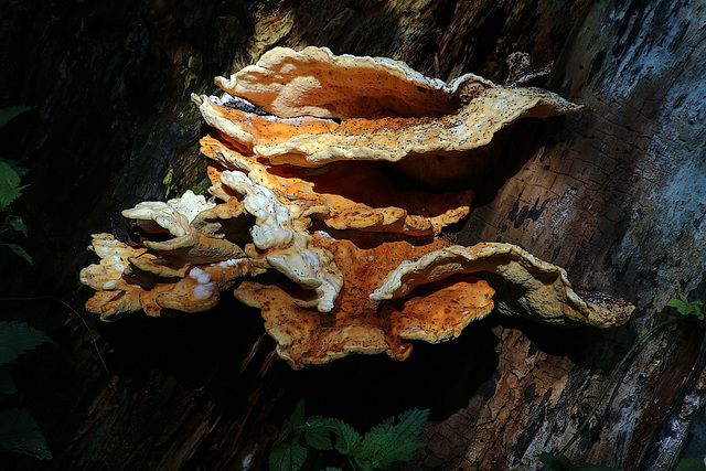 Polypore soufré qui se fait dorer la pilule au soleil