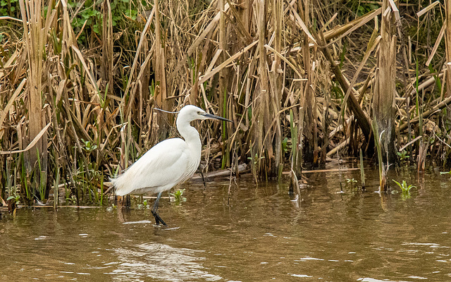 Little egret