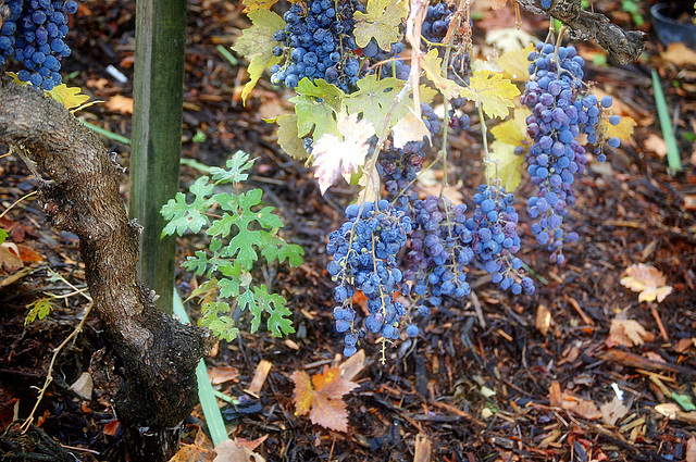 Wild grapes / Vitis labrusca