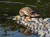 canard colvert