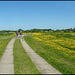 walk in the buttercup meadow