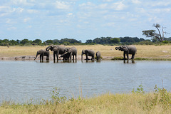 Zimbabwe, A Herd of Elephants at the Watering Hole in Hwange National Park