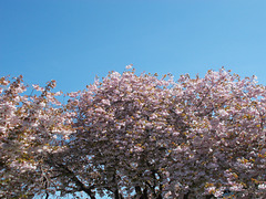 sbs[25] - flowering cherry trees