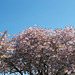 sbs[25] - flowering cherry trees