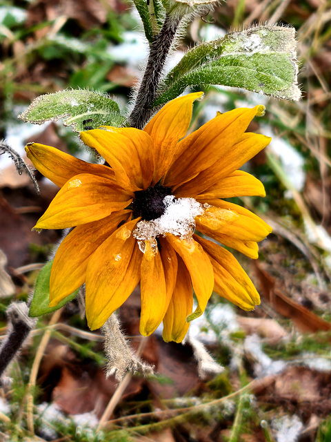 Rudbeckia [EXPLORER]