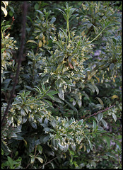 Pittosporum eugenioïdes variegatum Pittosporum eugenioïdes variegatum