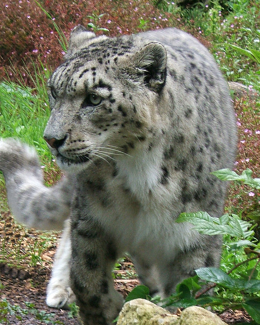 Snow Leopard at Marwell 3