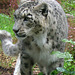 Snow Leopard at Marwell 3