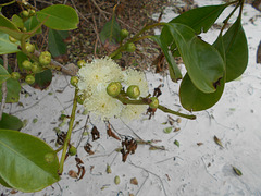 DSCN1254 - flor de araçá Psidium cattleyanum, Myrtaceae
