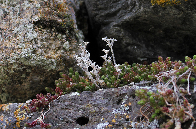 Vestiges de fin d'hiver