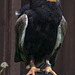 Cheshire falconry (5)