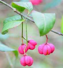 Le Fusain ou Fusain d'Europe est un arbuste ou un petit arbre de la famille des Celastraceae