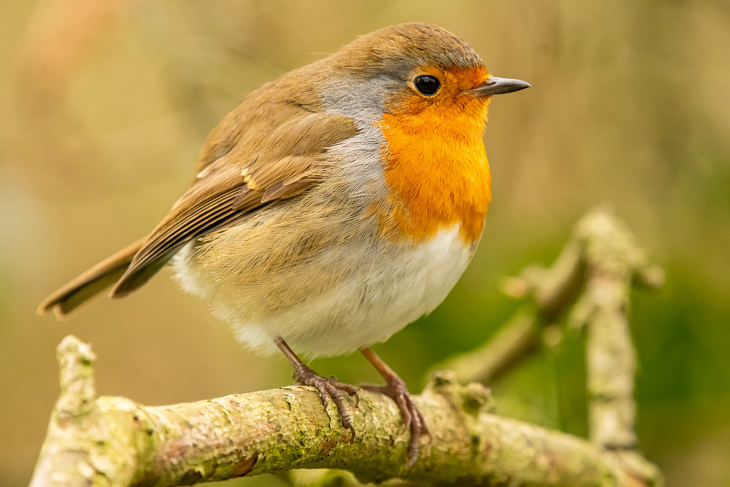 Robin