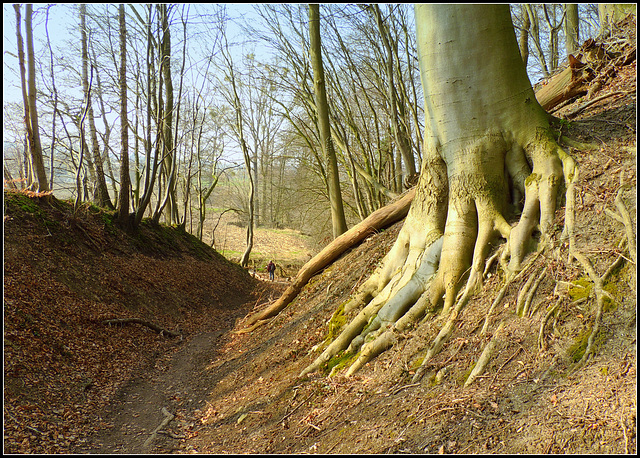 Fagus Sylvatica   forest