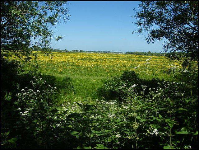 glimpse of a summer meadow