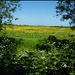 glimpse of a summer meadow