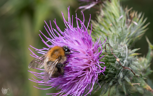 Collecting nectar