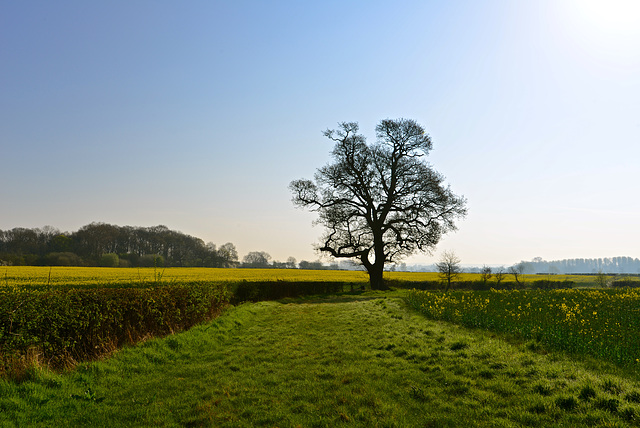 Fields near Wheaton Aston