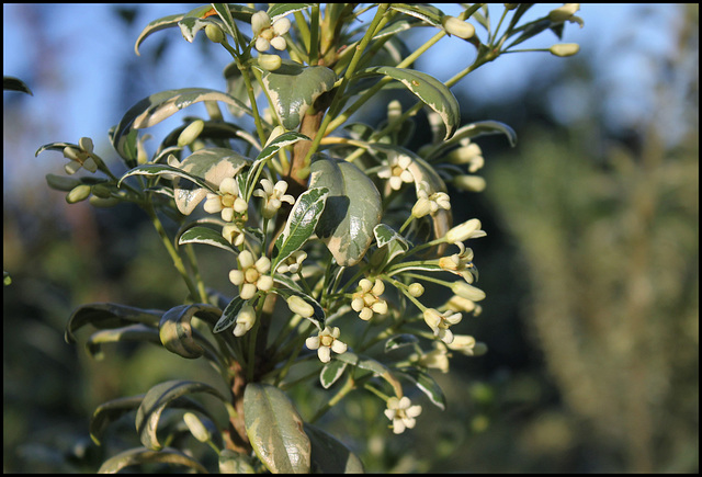 Pittosporum eugenioïdes variegatum