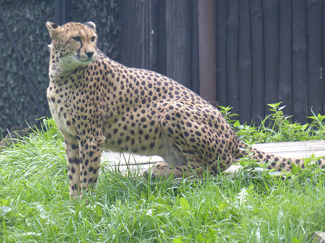 Warsaw Zoo (27) - 21 September 2015