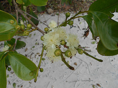 DSCN1255 - flor de araçá Psidium cattleyanum, Myrtaceae