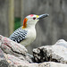 Day 6, Golden-fronted Woodpecker