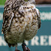 Cheshire falconry (6)