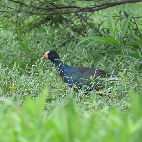 Purple gallinule