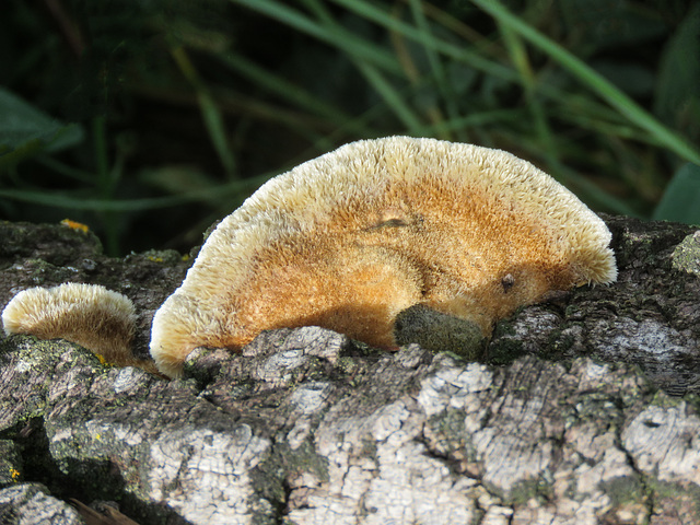 Fungus on a fallen log