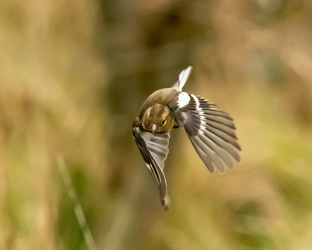 Chaffinch