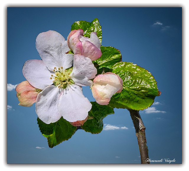 Apfelblüte