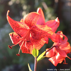 Asiatic Lilies - East Blatchington - June 2024