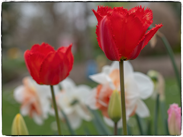 Rote Tulpen