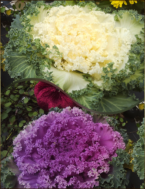 ornamental cabbage ❁