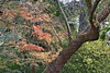 The Strybing Arboretum – San Francisco Botanical Garden, Golden Gate Park, San Francisco, California