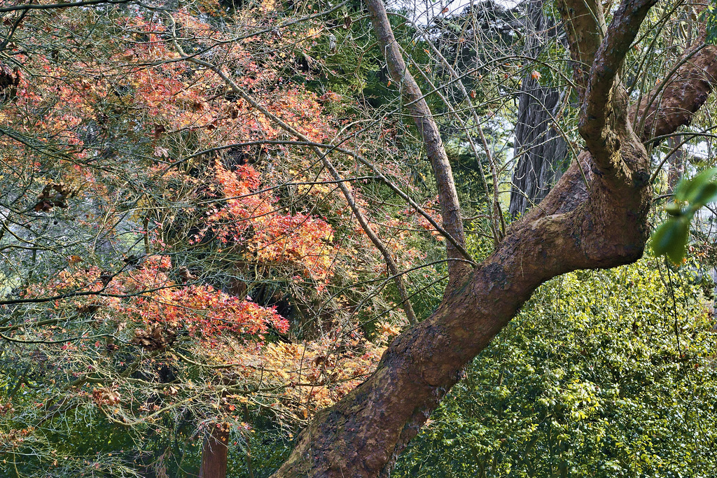 The Strybing Arboretum – San Francisco Botanical Garden, Golden Gate Park, San Francisco, California