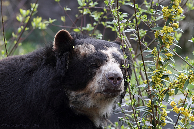 Brillenbär (Wilhelma)