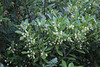 Pittosporum truncatum