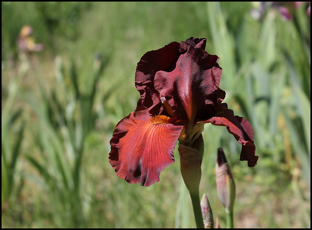 Iris Dutch Chocolate (2)