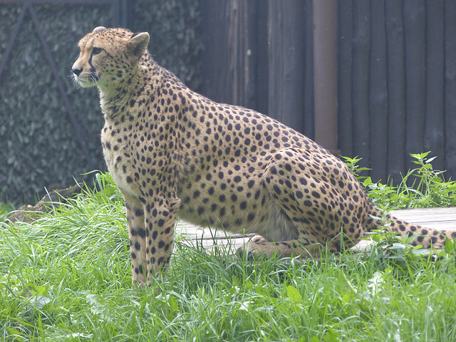 Warsaw Zoo (28) - 21 September 2015