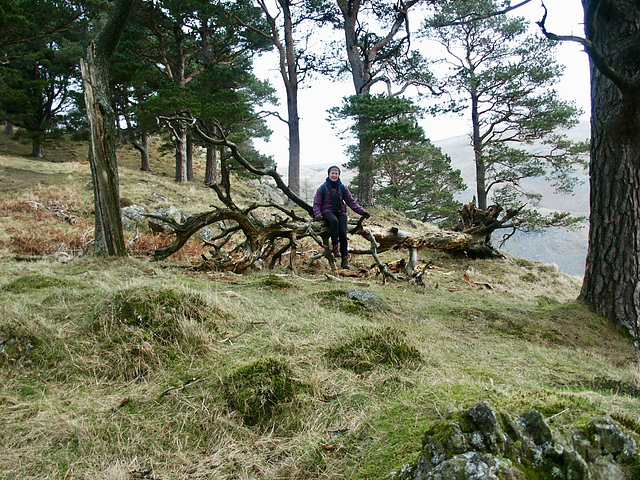 The path up to Wren Crag through mature pine and oak trees