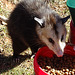 Young Possum feeding ! 3-1-2018