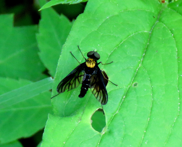 Golden-backed snipe fly (Chrysopilus thoracicus)