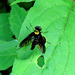 Golden-backed snipe fly (Chrysopilus thoracicus)