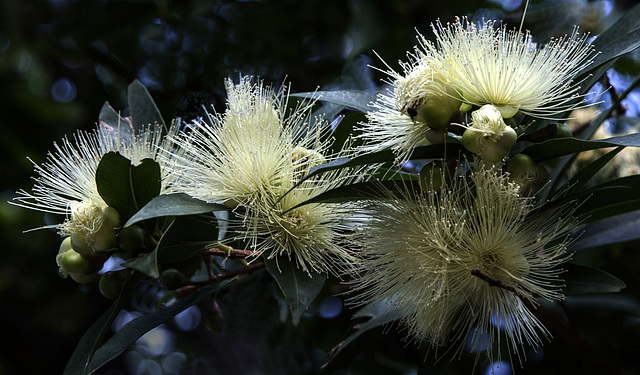 Plantas exóticas 1